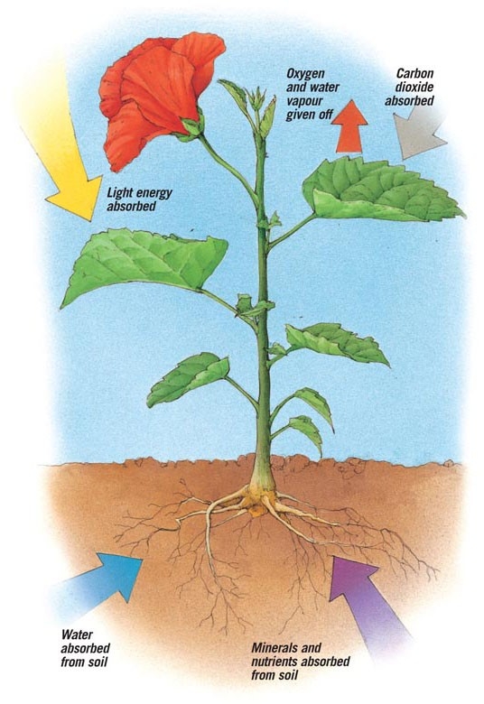 A diagram showing how photosynthesis works