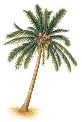 Palm tree