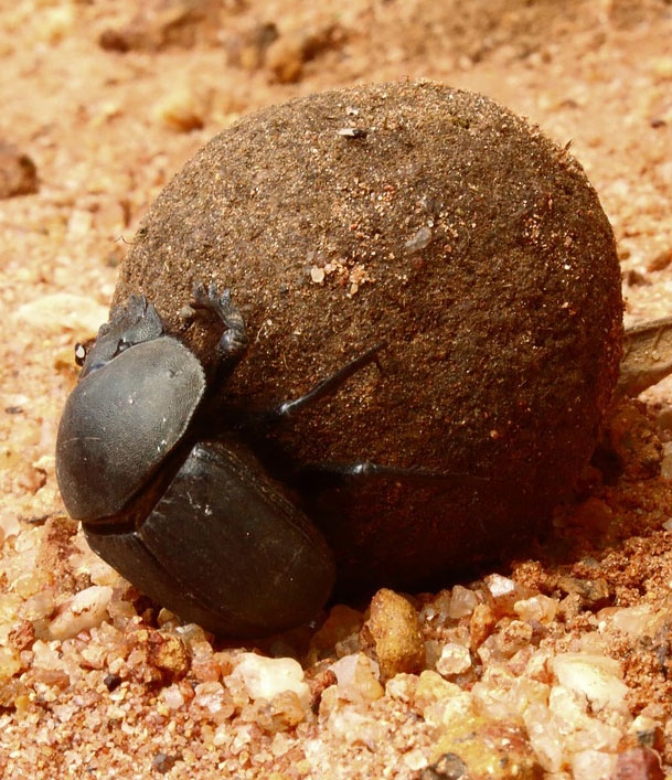 A dung beetle