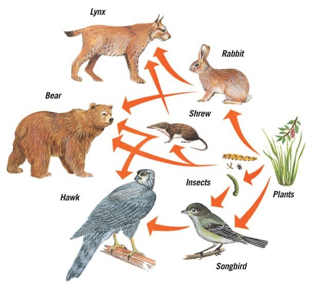 A food web in a North American forest