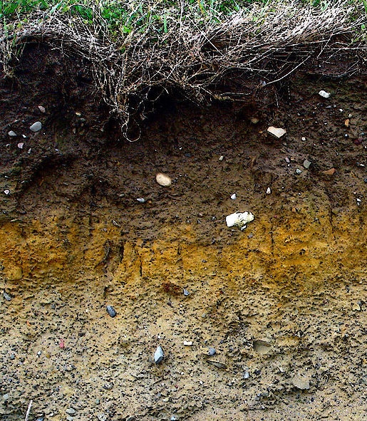 An exposed area of soil