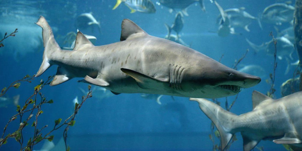 Bull shark