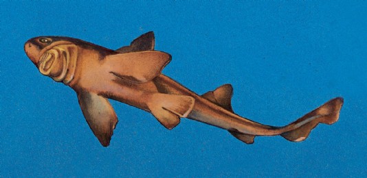 Cookiecutter shark