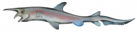 Goblin shark