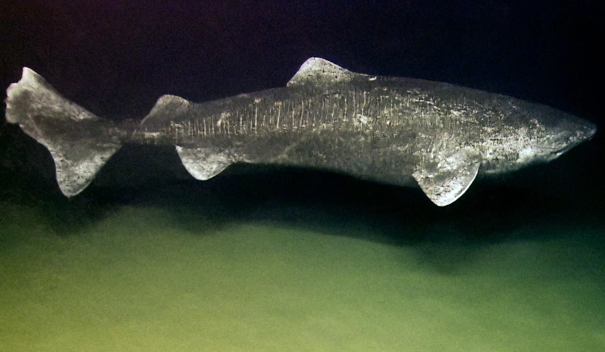 Greenland shark