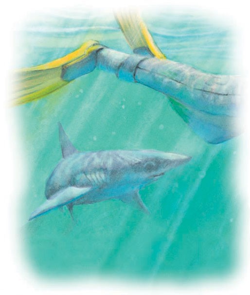 Shark approaching a diver