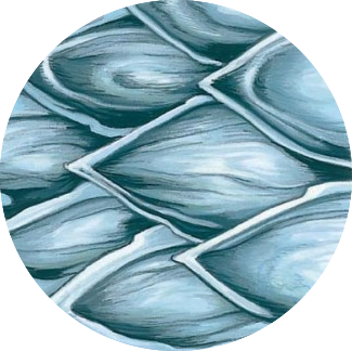 A shark's tooth-like scales in close-up