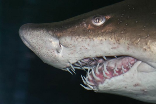 The head of a sand tiger shark