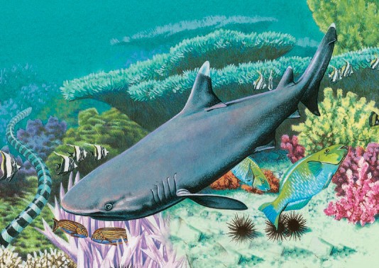 White-tip reef shark