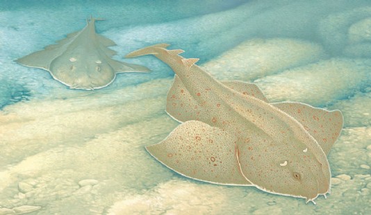 Angel shark