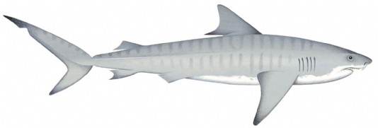 Tiger shark