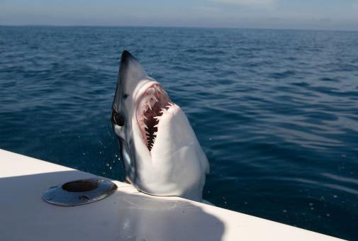 A mako shark alongside a boat