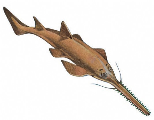 Sawshark
