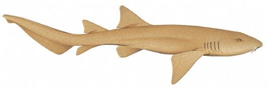 Nurse shark