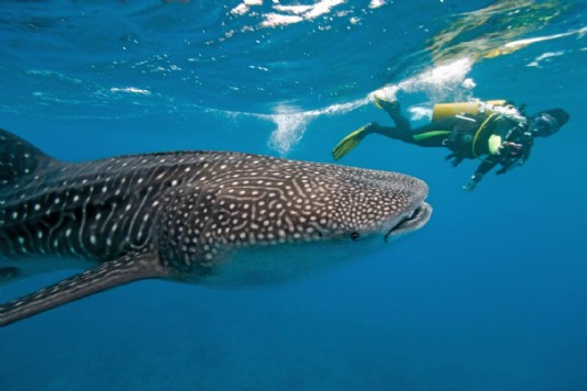 A photographer swims alongside a whale shark