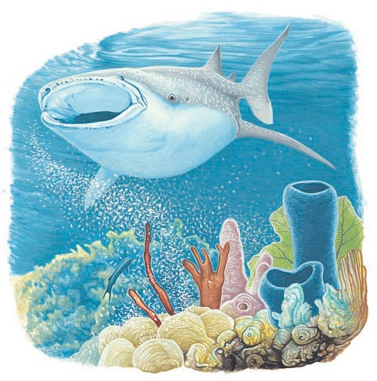 A whale shark feasts on coral spawn