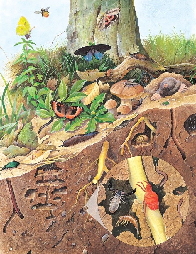 Mini-beasts living above and below ground