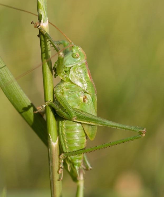 A cricket, showing its legs and feet