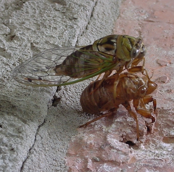 A cicada emerges from its exoskeleton.