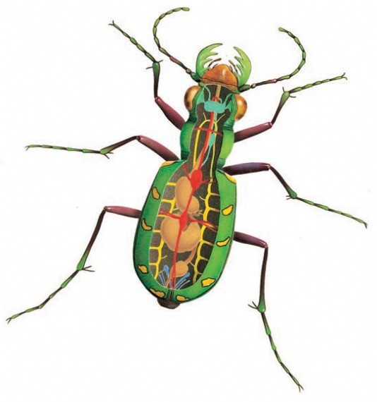 The internal organs of an insect