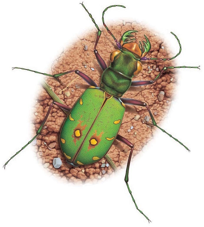 Tiger beetle