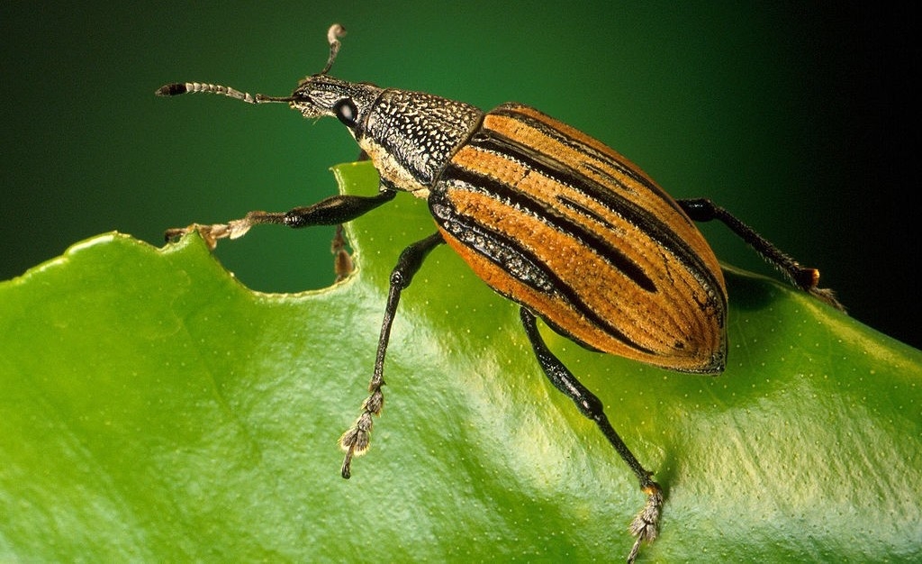 A weevil, a type of beetle