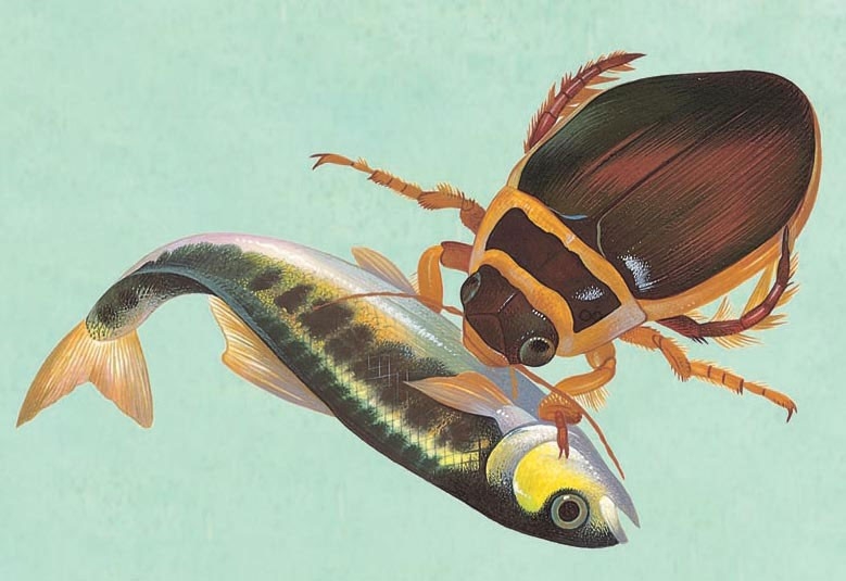 Great diving beetle