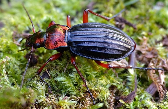 Golden ground beetle