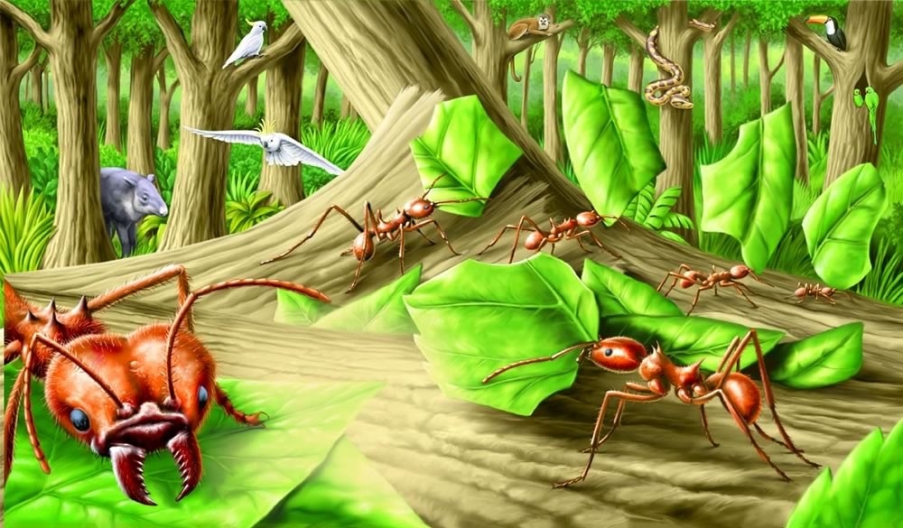 Leafcutter ants at work
