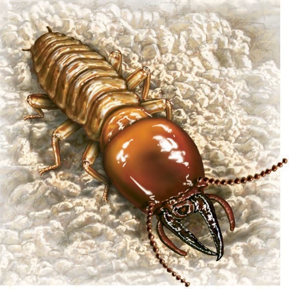 Soldier termite