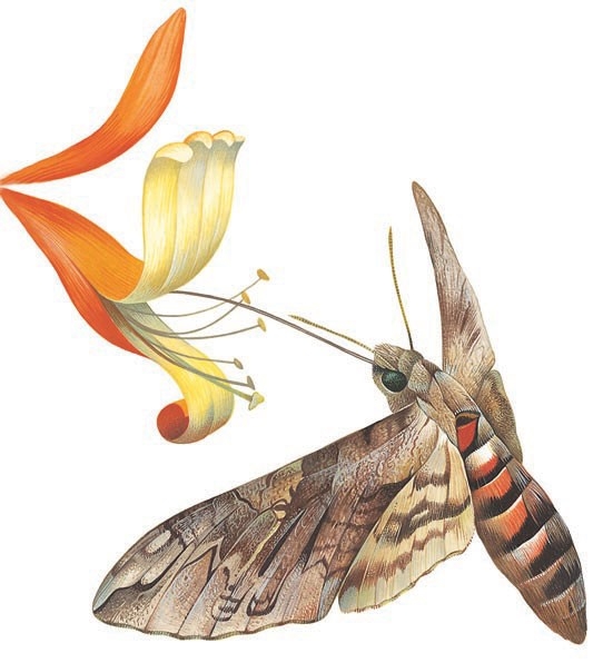 Morgan's sphinx Hawkmoth