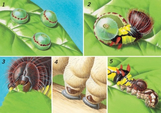 Five stages in the life of a caterpillar