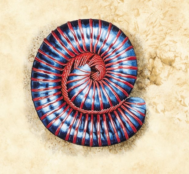 A millipede curled up in its defensive position