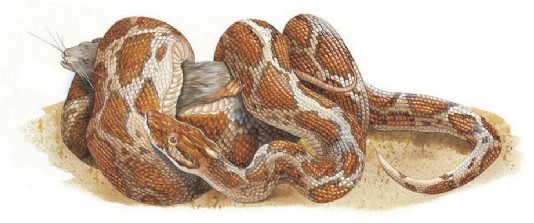 A python squeezes its prey, suffocating it to death.
