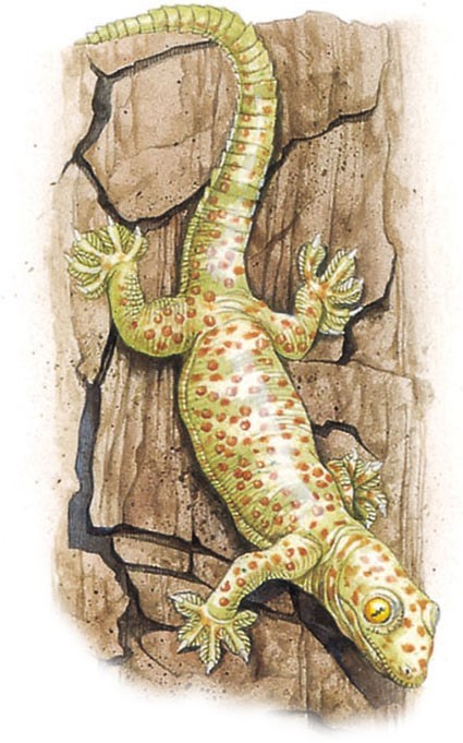 Gecko