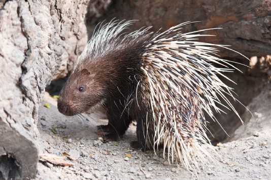 Porcupine