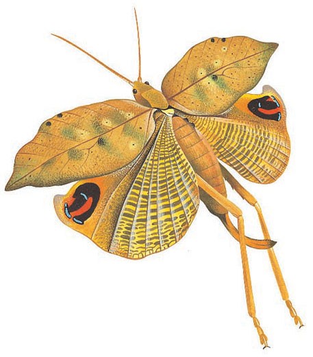 A bush cricket flashes its false eye spots.