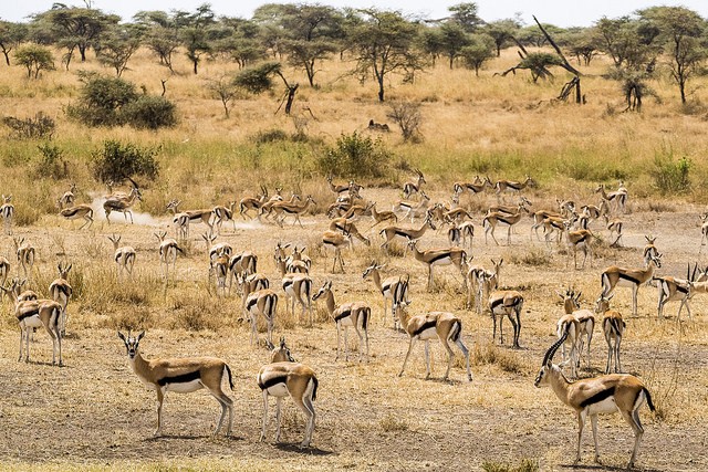 Herd of Thomson's gazelles
