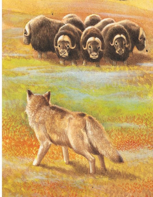 Musk oxen form a defensive circle