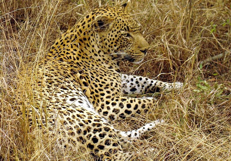 Leopard camouflaged in the long grass