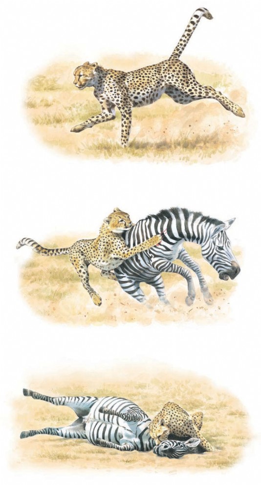 A cheetah chases down and kills its victim, a zebra.