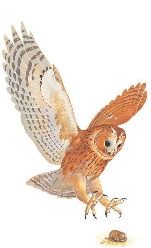 A tawny owl and its talons.