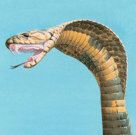 A cobra, a venomous snake, about to strike.