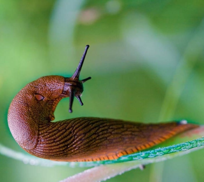 Slug
