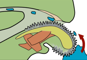 Diagram of a snail's radula