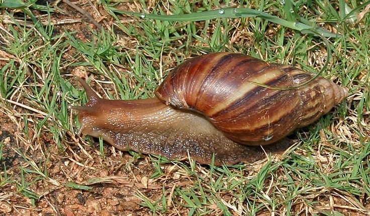 Giant African land snail
