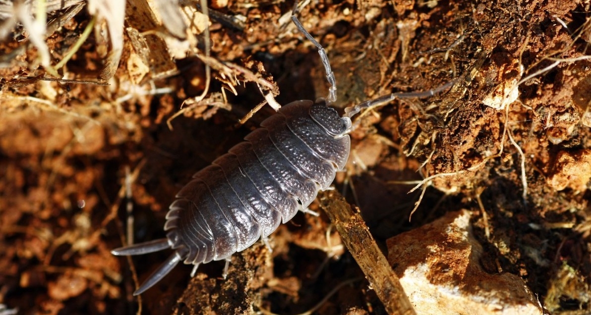 Woodlouse