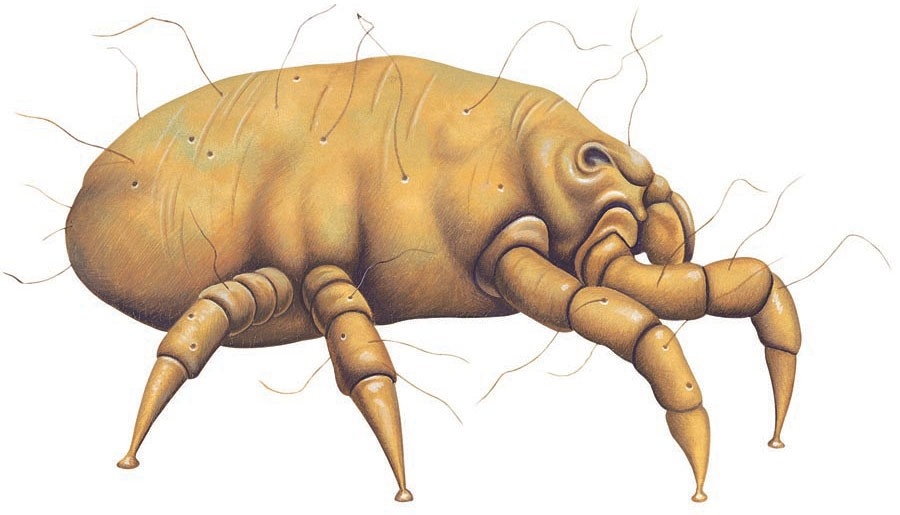 Dust mite