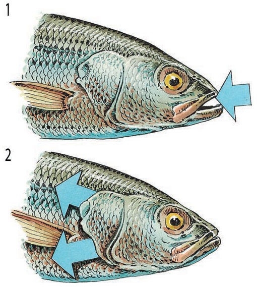 How a fish breathes