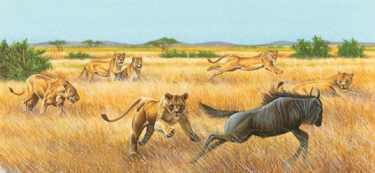 A pride of lions hunting together
